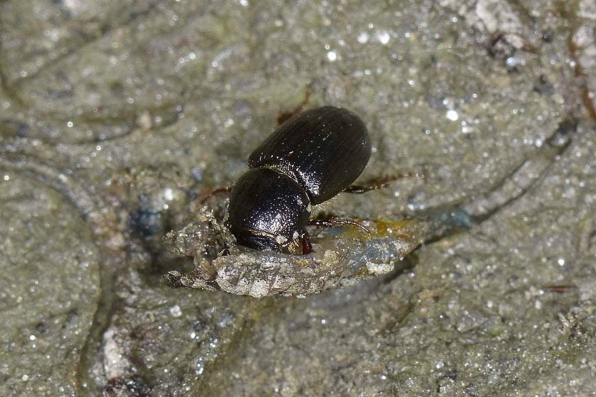 Aphodiidae da id: forma di Nialus varians.